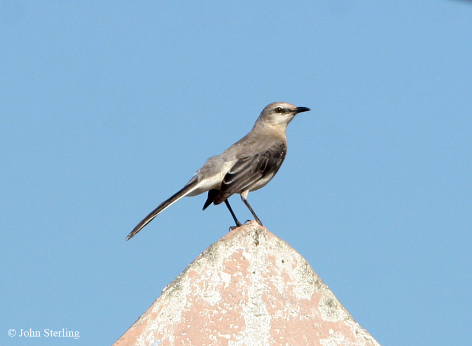 Yucatan Birds
